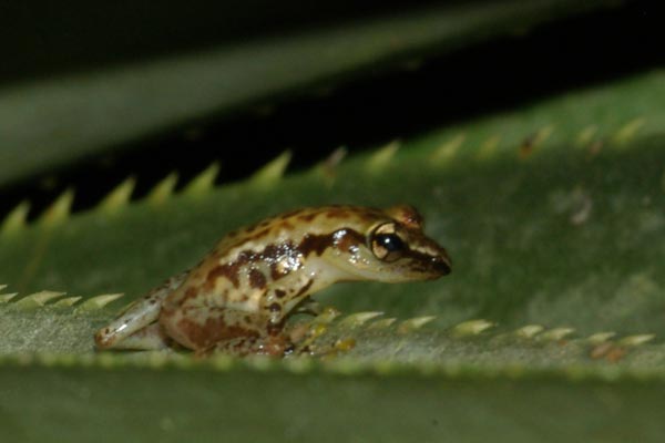 undescribed species (Guibemantis cf. albolineatus "Andasibe")