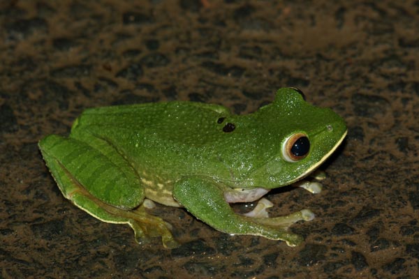 White-lipped Bright-eyed Frog (Boophis albilabris)