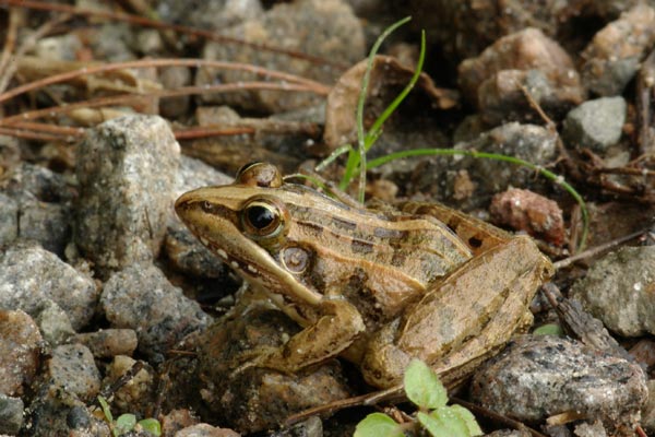 Mascarene Ridged Frog (Ptychadena mascareniensis)