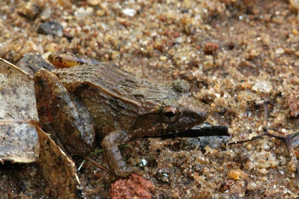 Betsileo Madagascar Frog (Mantidactylus betsileanus)