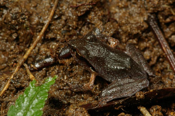 [http://www.wildherps.com/images/herps/standard/070427016PD_frog.jpg]