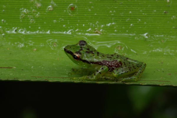 Tsarafidy Madagascar Frog (Guibemantis pulcher)