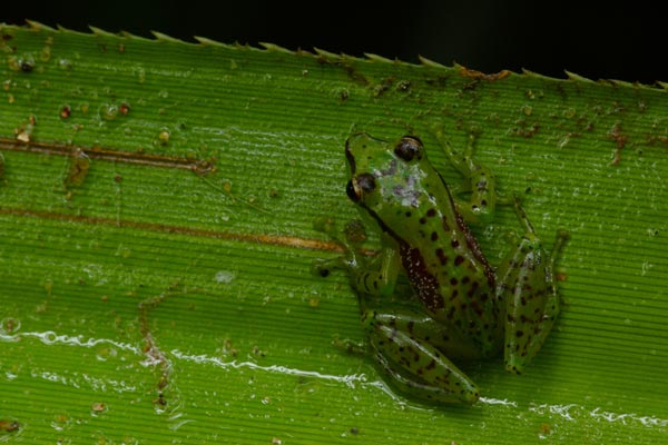 Tsarafidy Madagascar Frog (Guibemantis pulcher)