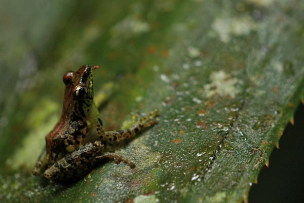 Free Madagascar Frog (Guibemantis liber)