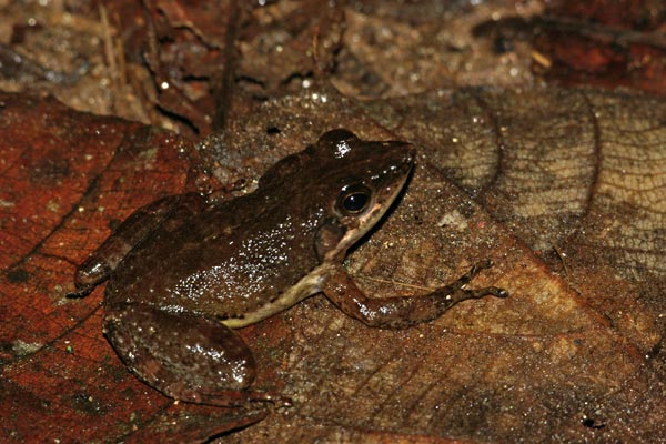 Ivohimanita Madagascar Frog (Mantidactylus majori)