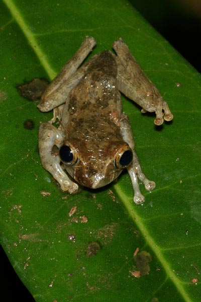 Reticulate Bright-eyed Frog (Boophis reticulatus)