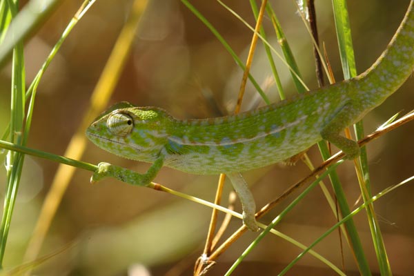 Jewelled Chameleon (Furcifer lateralis)