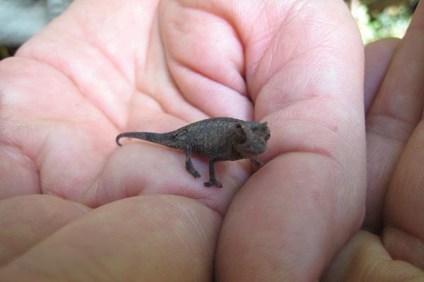 Anja Reserve Stub-tailed Chameleon (Brookesia brunoi)