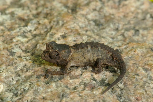 Anja Reserve Stub-tailed Chameleon (Brookesia brunoi)