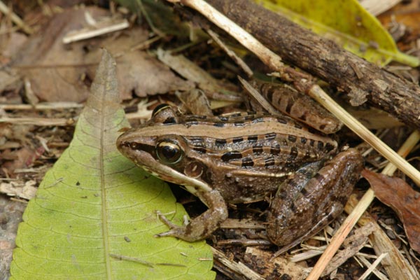 Mascarene Ridged Frog (Ptychadena mascareniensis)