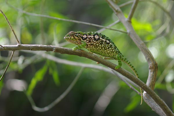 Jewelled Chameleon (Furcifer lateralis)