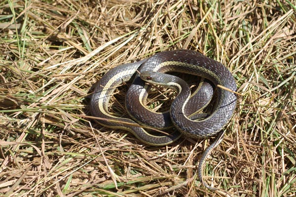 Lateral Water Snake (Thamnosophis lateralis)