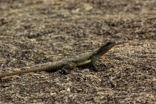 Grandidier’s Madagascar Swift (Oplurus grandidieri)