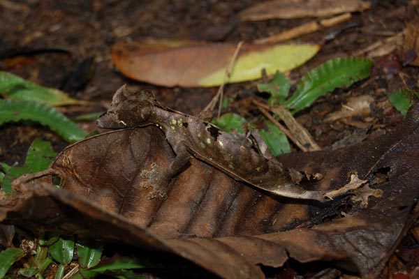 Satanic Leaf-tailed Gecko (Uroplatus phantasticus)