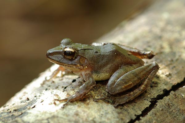 Ankeniheny Grainy Frog (Gephyromantis sculpturatus)