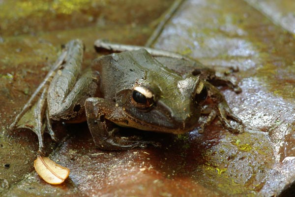 Ankeniheny Grainy Frog (Gephyromantis sculpturatus)