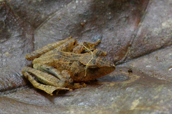 Ranomafana Grainy Frog (Gephyromantis ceratophrys)