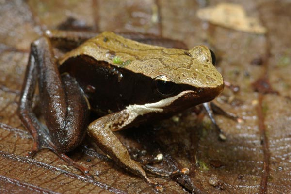 Central Madagascar Frog (Mantidactylus opiparis)