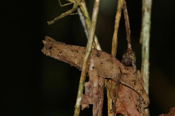 Horned Leaf Chameleon (Brookesia superciliaris)