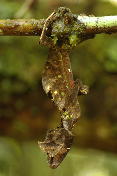 Satanic Leaf-tailed Gecko (Uroplatus phantasticus)