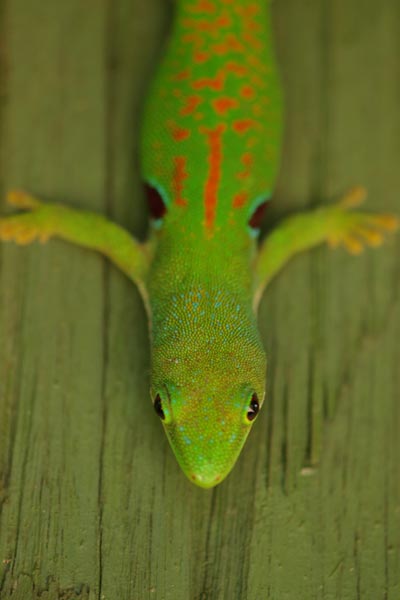 Peacock Day Gecko (Phelsuma quadriocellata quadriocellata)
