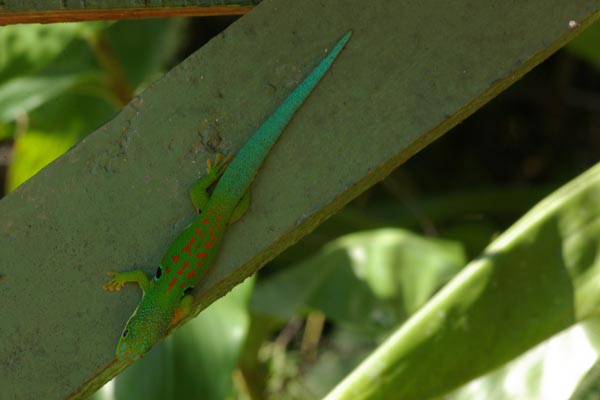 Peacock Day Gecko (Phelsuma quadriocellata quadriocellata)