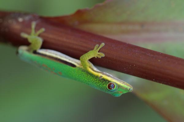 Lined Day Gecko (Phelsuma lineata lineata)