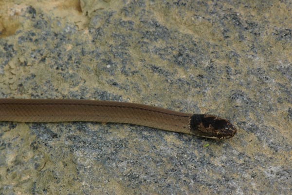 White-lipped Smooth Snake (Liophidium torquatum)