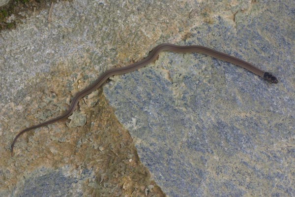 White-lipped Smooth Snake (Liophidium torquatum)