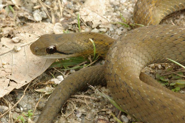 Forest Water Snake (Thamnosophis infrasignatus)