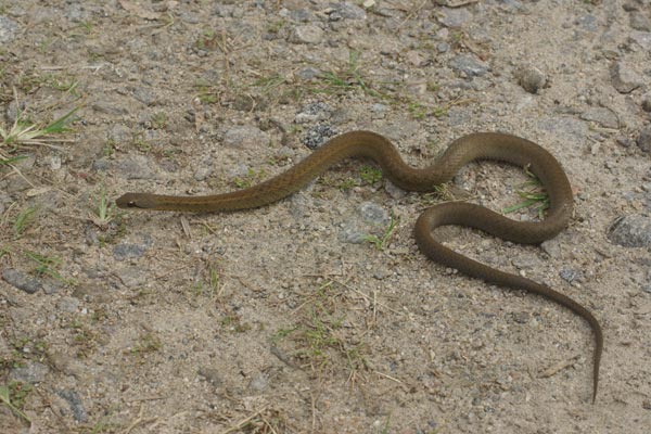 Forest Water Snake (Thamnosophis infrasignatus)