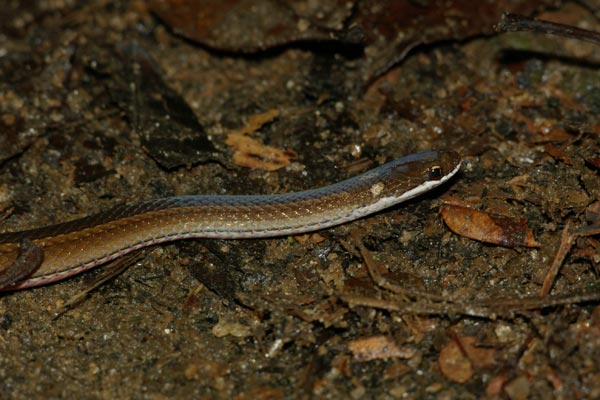 Slender Smooth Snake (Liopholidophis rhadinaea)