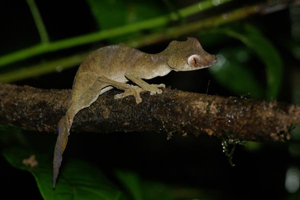 Satanic Leaf-tailed Gecko (Uroplatus phantasticus)