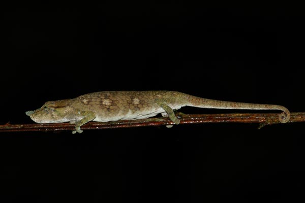 Ranomafana Nosed Chameleon (Calumma tjiasmantoi)