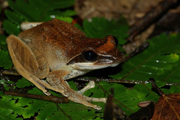 Pulsing Madagascar Frog (Guibemantis depressiceps)