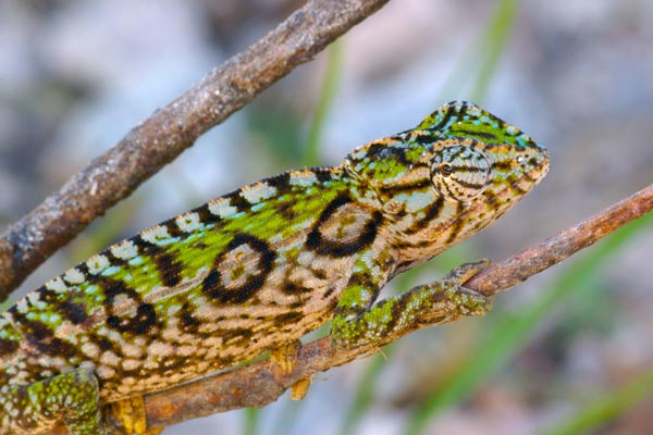 Jewelled Chameleon (Furcifer lateralis)