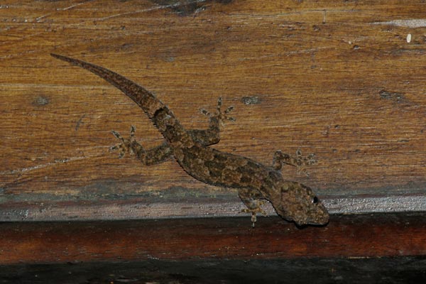 Farquhar Half-toed Gecko (Hemidactylus mercatorius)