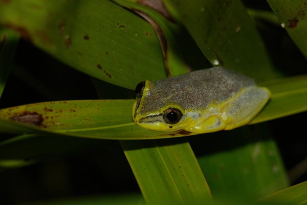 Blue-back Reed Frog (Heterixalus madagascariensis)