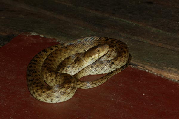 Malagasy Cat-eyed Snake (Madagascarophis colubrinus)