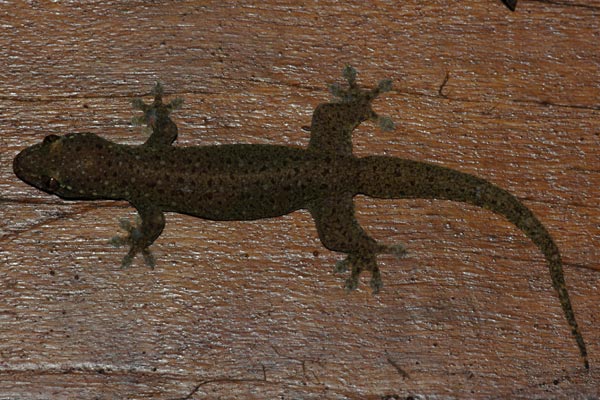 Common Four-clawed Gecko (Gehyra mutilata)