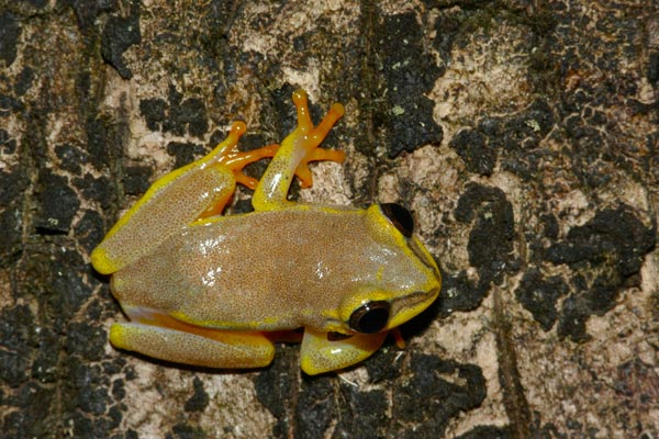 Blue-back Reed Frog (Heterixalus madagascariensis)