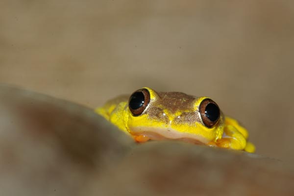 Blue-back Reed Frog (Heterixalus madagascariensis)