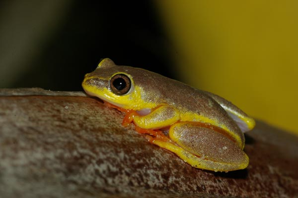 Blue-back Reed Frog (Heterixalus madagascariensis)