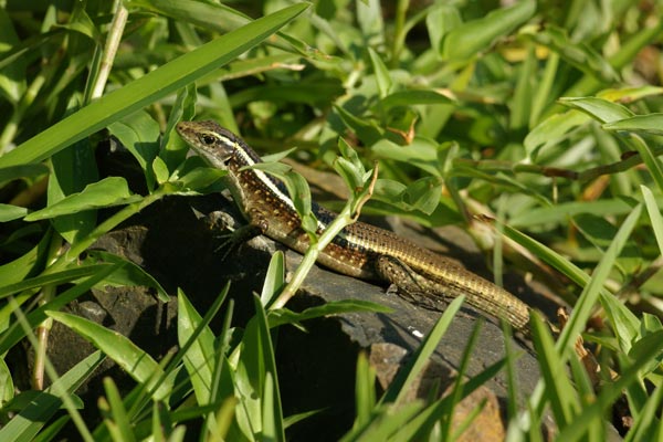 Madagascar Girdled Lizard (Zonosaurus madagascariensis madagascariensis)