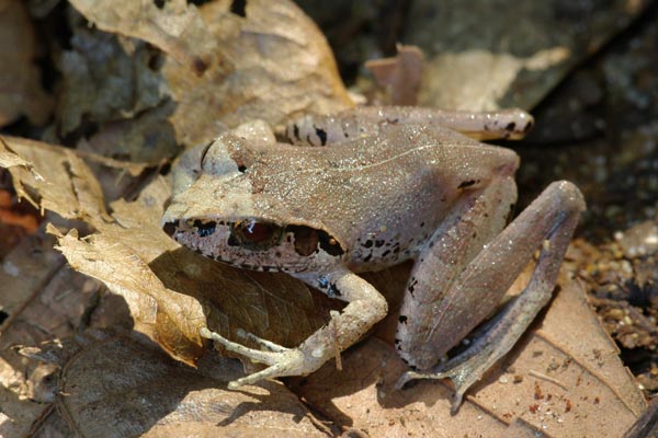 Ambodivoahangy Jumping Frog (Aglyptodactylus chorus)