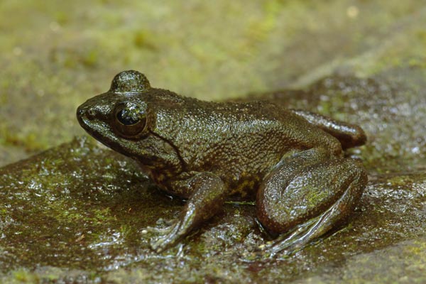 Gray Madagascar Frog (Mantidactylus guttulatus)