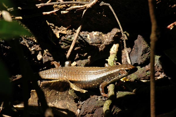 Brygoo’s Girdled Lizard (Zonosaurus brygooi)