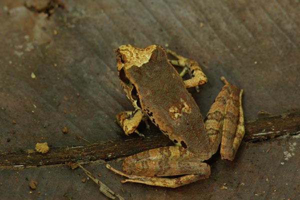 Ambodivoahangy Jumping Frog (Aglyptodactylus chorus)