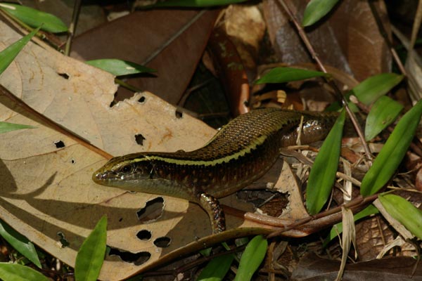 Madagascar Girdled Lizard (Zonosaurus madagascariensis madagascariensis)