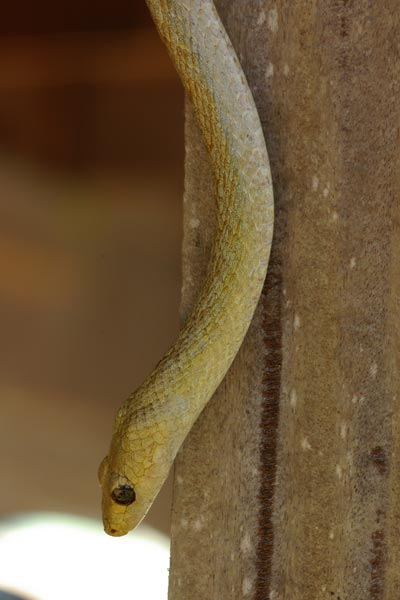 Perinet Night Snake (Ithycyphus perineti)